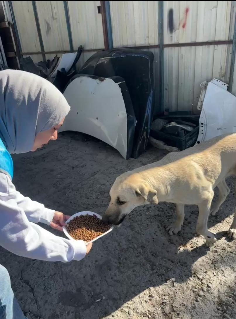 İyilik Haritası Topluluğu, Sokak Hayvanları etkinliğini düzenledi.